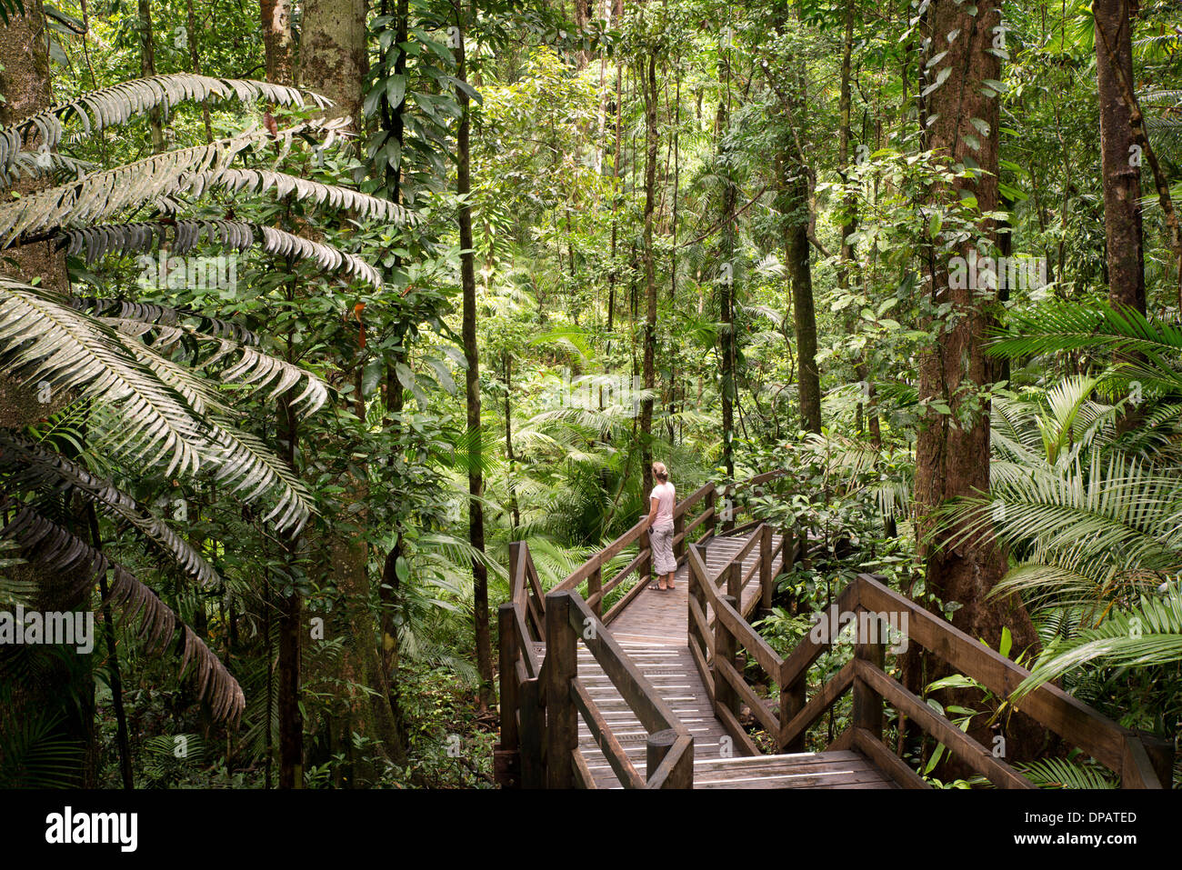 Amazon rainforest understory hi-res stock photography and images - Alamy
