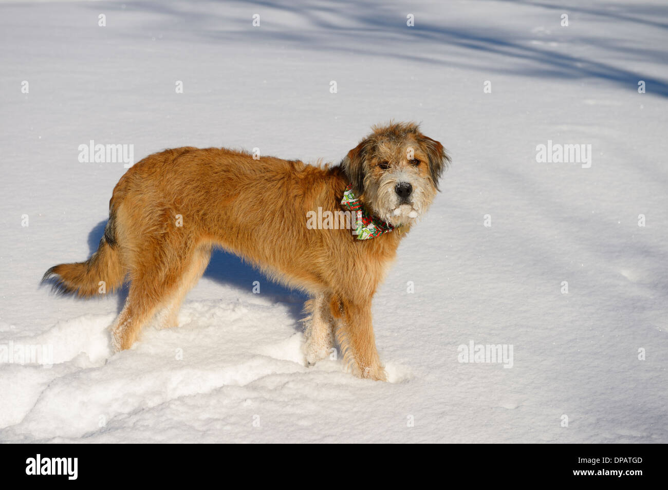 Young dog standing in a field in sun after a fresh snowfall Toronto Park Stock Photo