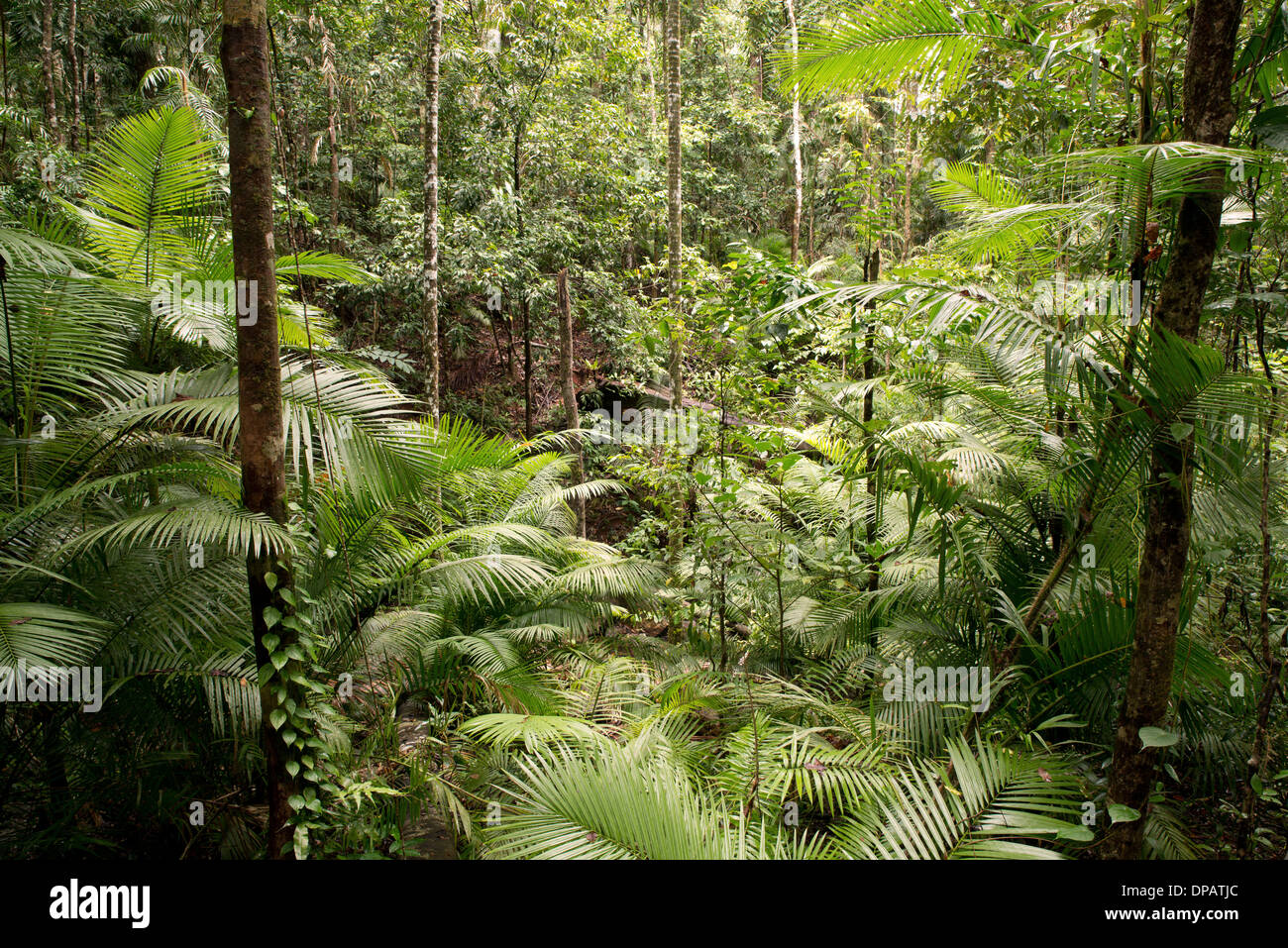 Daintree National Park, Queensland, Australia Stock Photo Alamy