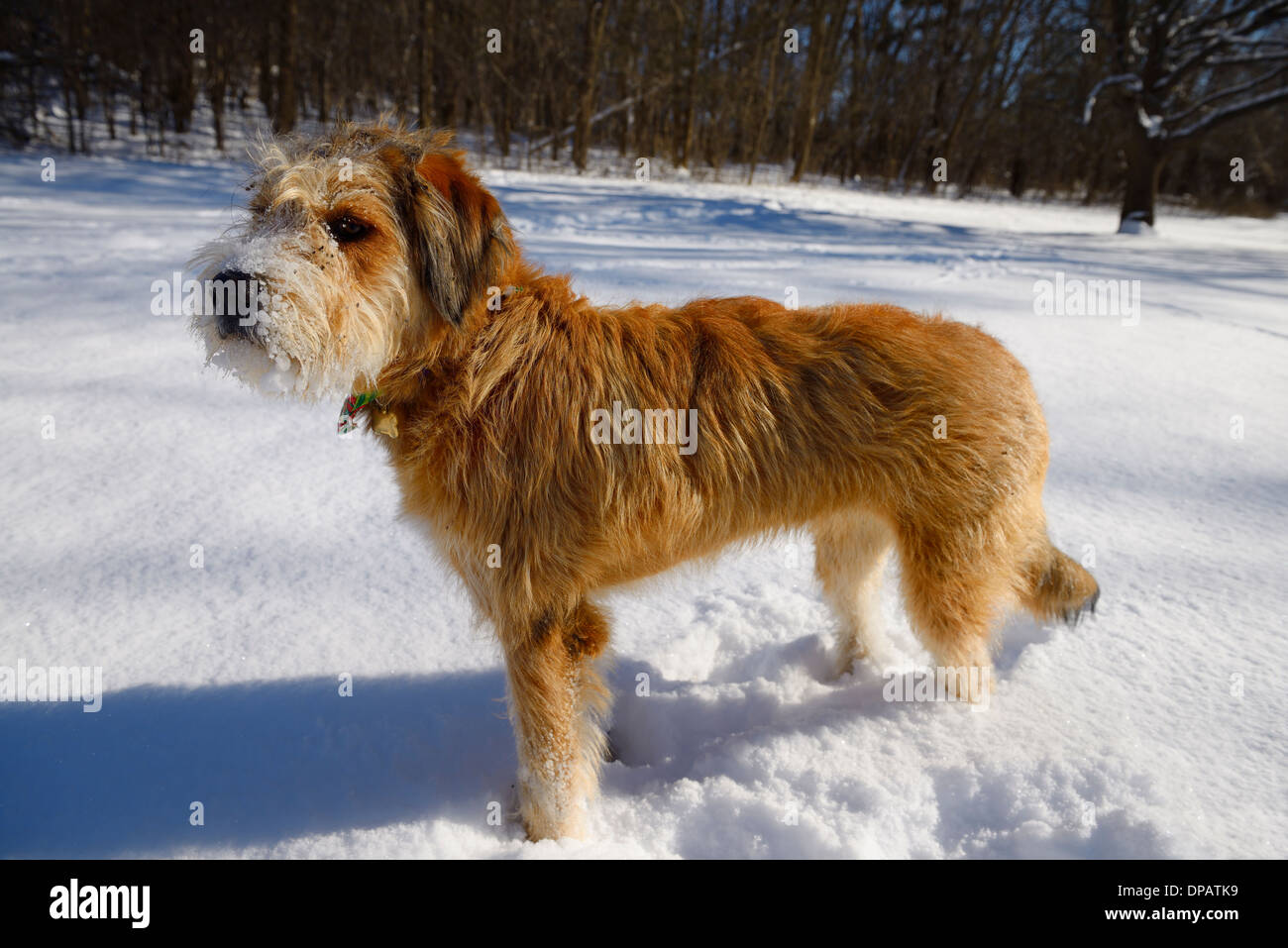 Young shaggy mixed breed dog with burrs standing in a Park after a fresh snowfall Stock Photo