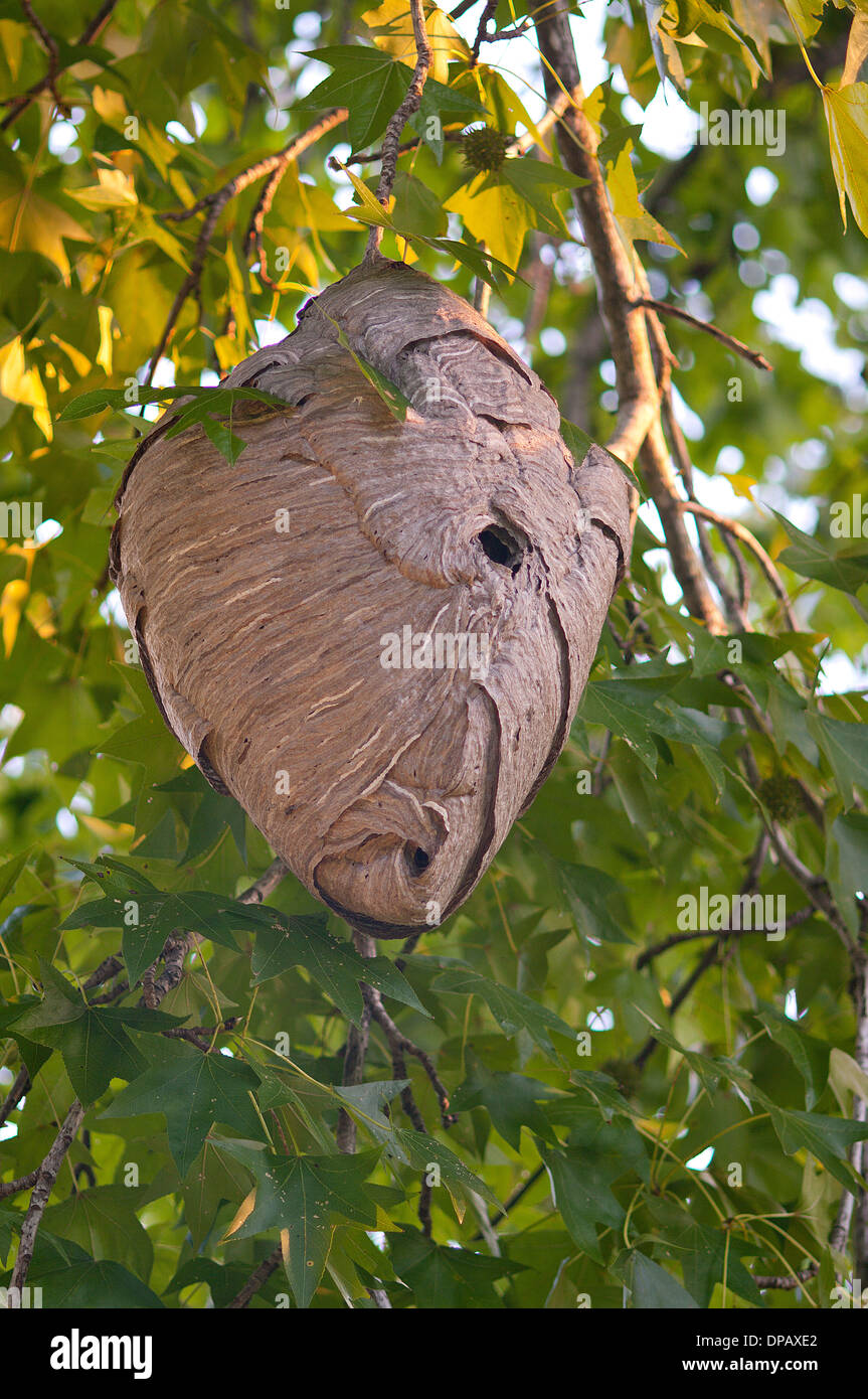 baldfaced hornet nest, Dolichovespula maculata, wasp, insect, paper nest, hymenoptera, vespidae Stock Photo