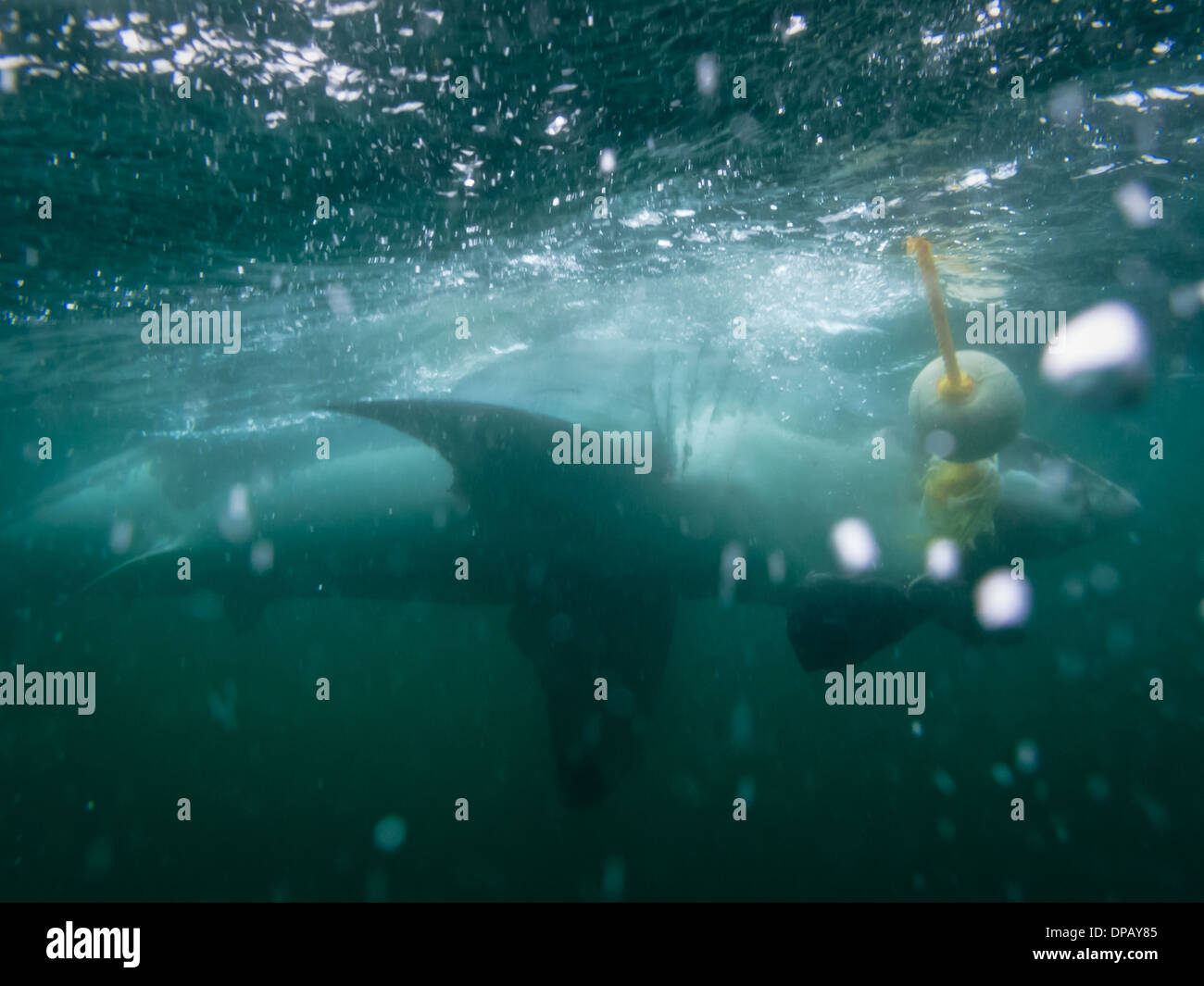 South africa shark cage dive hires stock photography and images Alamy