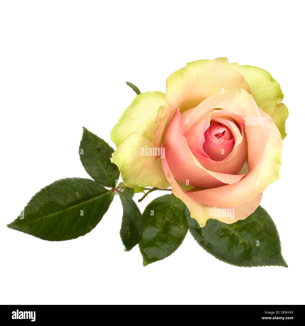 Beautiful rose isolated on white background Stock Photo - Alamy