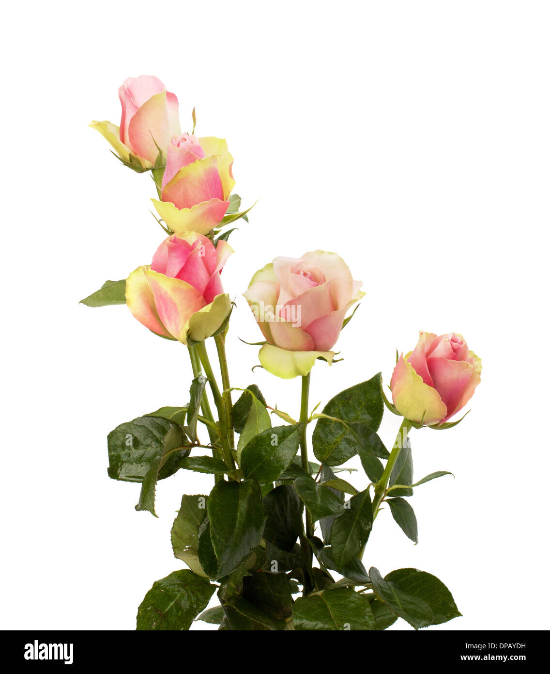 Beautiful roses isolated on white background Stock Photo - Alamy
