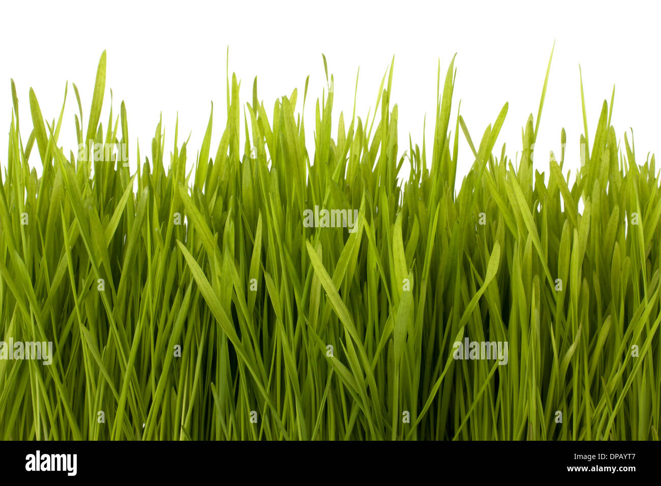 Grass silhouette isolated on white background Stock Photo - Alamy