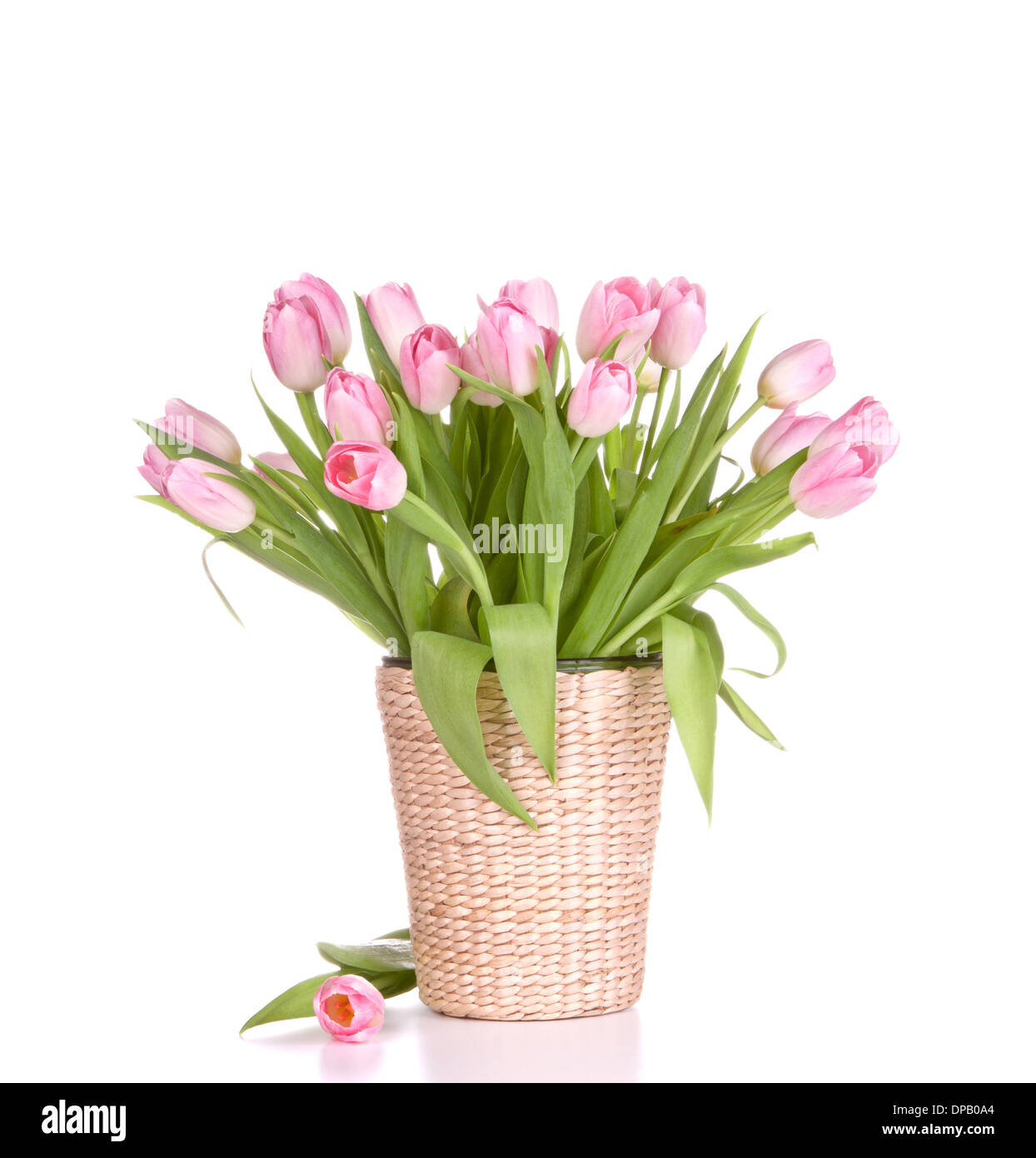 Pink tulips bouquet in vase isolated on white background Stock Photo ...