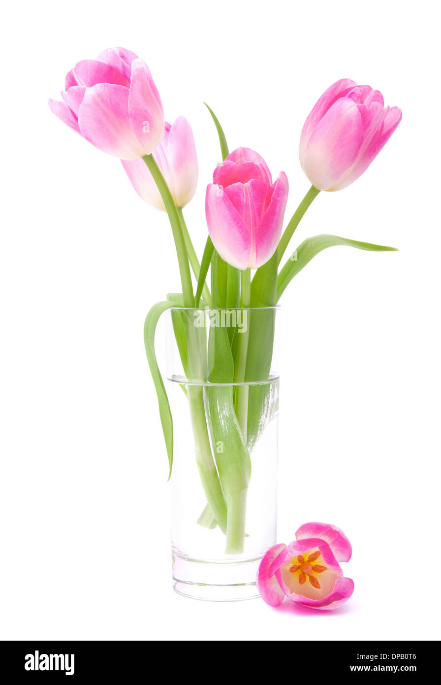 Pink tulips bouquet in vase isolated on white background Stock Photo ...