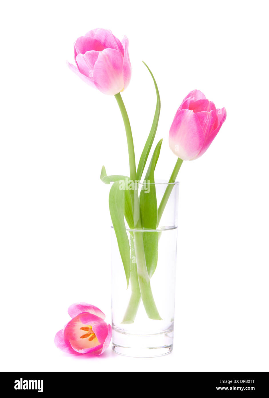Pink tulips bouquet in vase isolated on white background Stock Photo ...