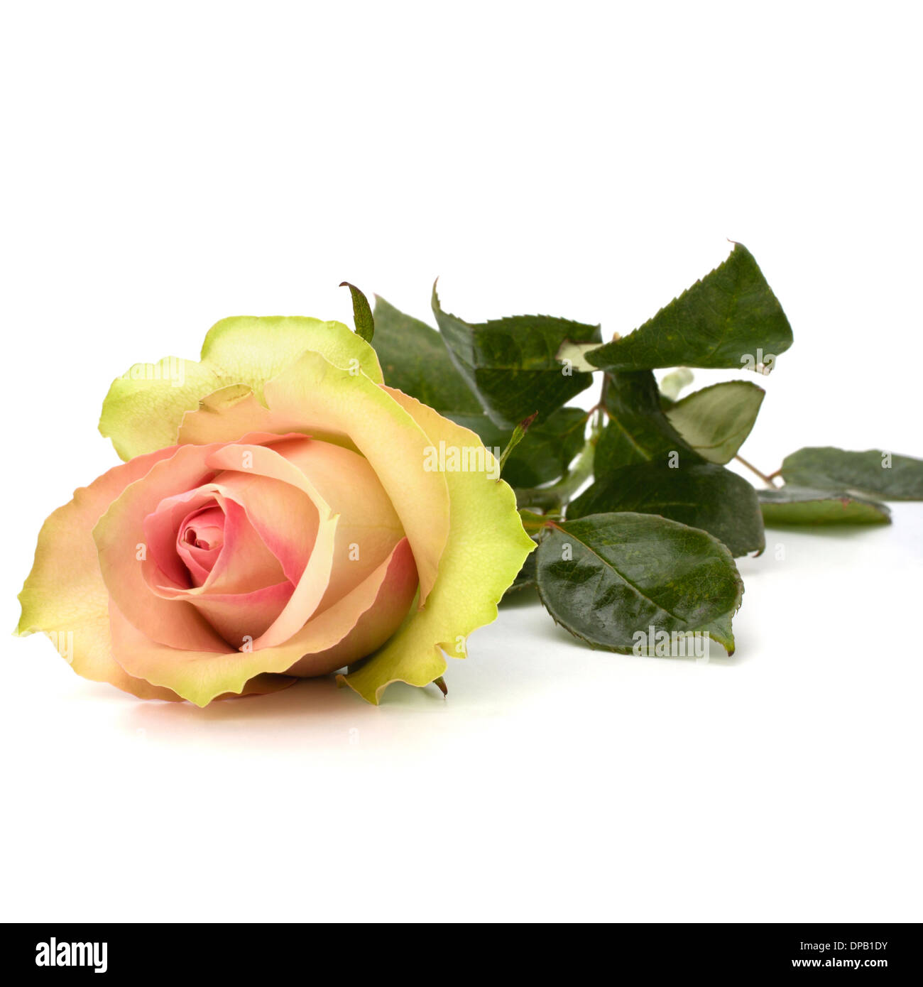 Beautiful rose isolated on white background Stock Photo - Alamy
