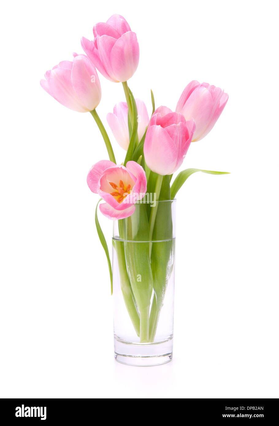 Pink tulips bouquet in vase isolated on white background Stock Photo ...