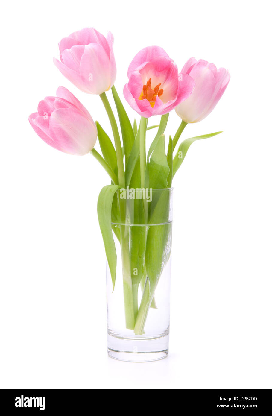Pink tulips bouquet in vase isolated on white background Stock Photo ...