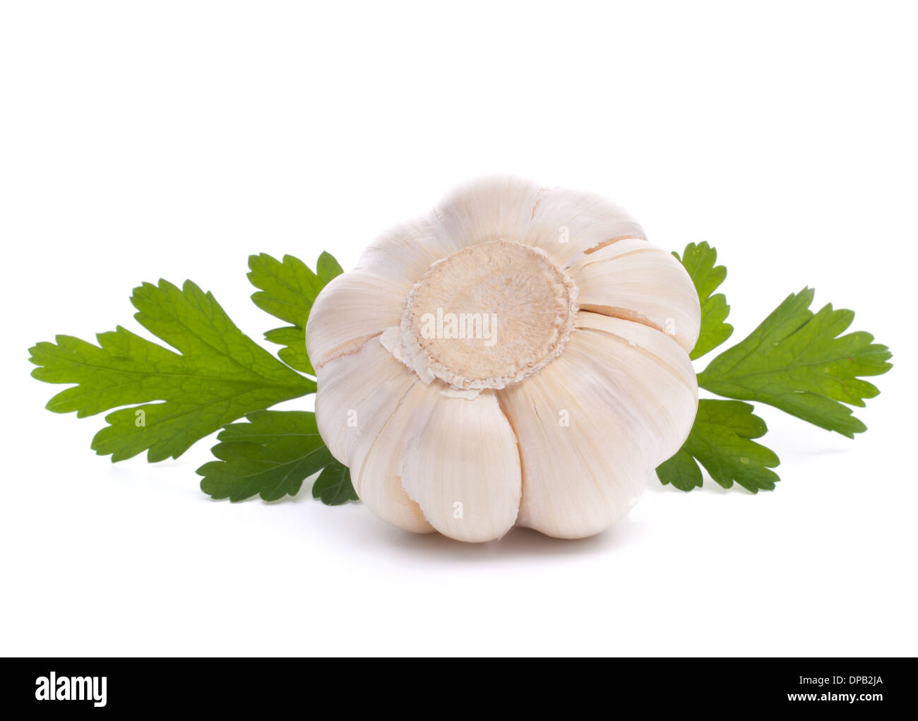 garlic bulb isolated on white background cutout Stock Photo Alamy