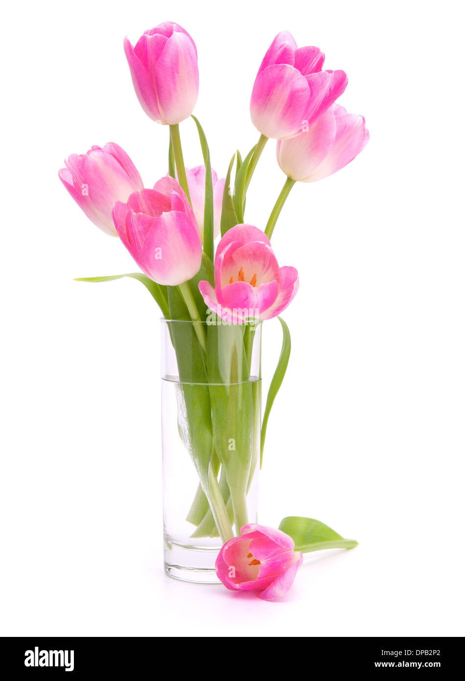 Pink tulips bouquet in vase isolated on white background Stock Photo ...