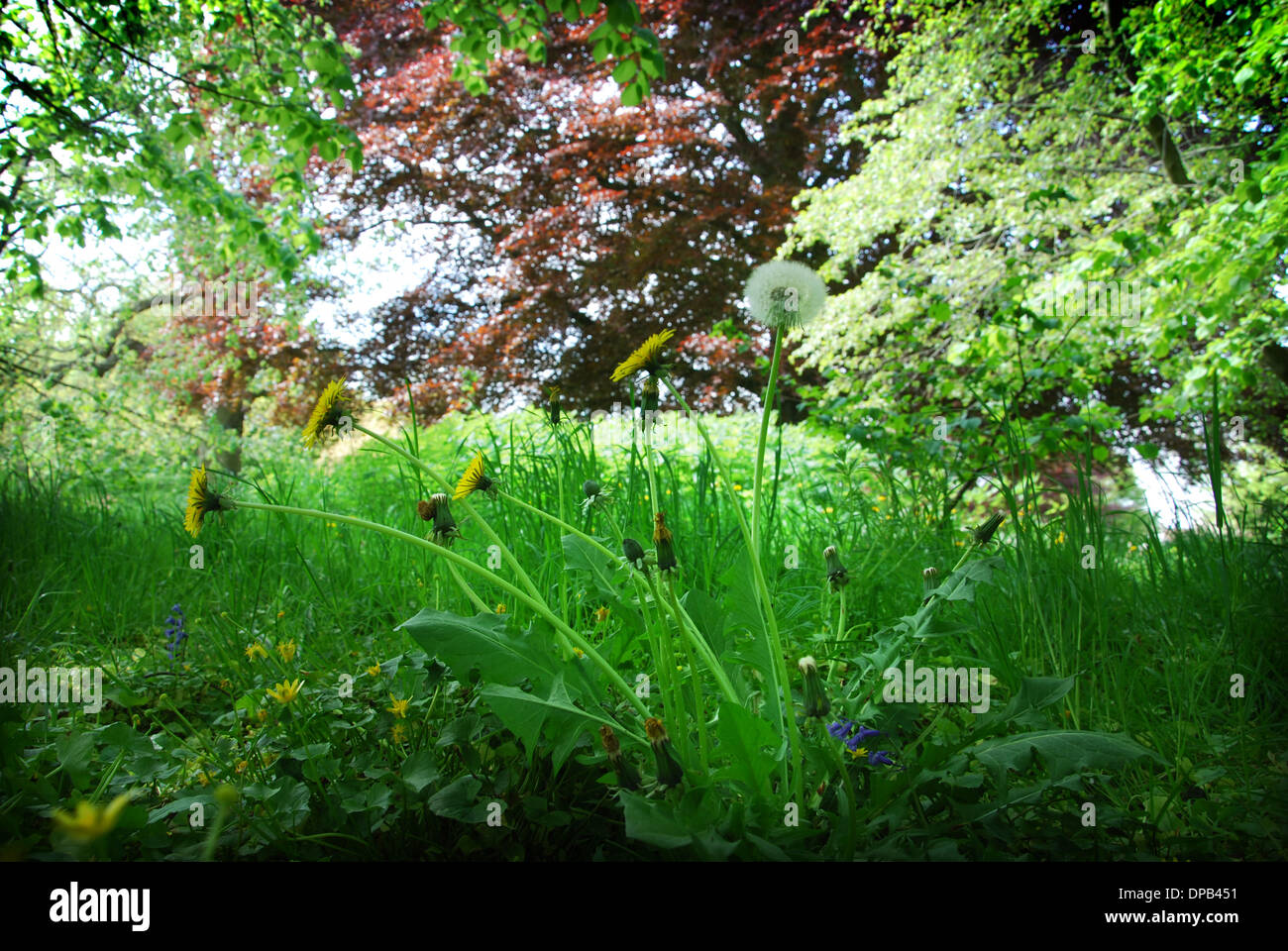 Glastonbury Abbey gardens in spring, Glastonbury UK Stock Photo