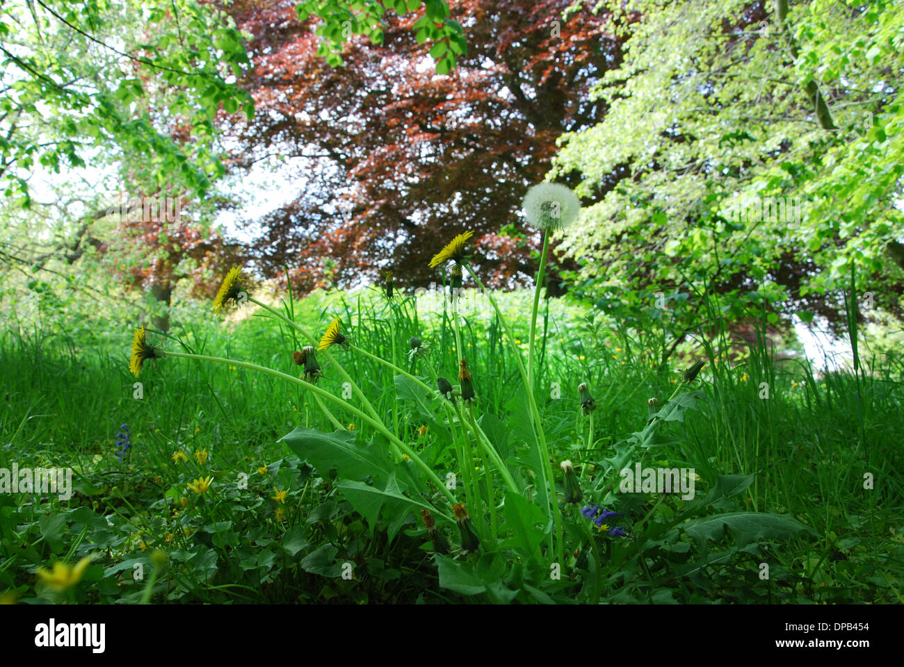 Glastonbury Abbey gardens in spring, Glastonbury UK Stock Photo