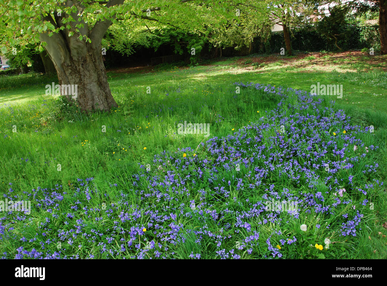Glastonbury Abbey gardens in spring, Glastonbury UK Stock Photo