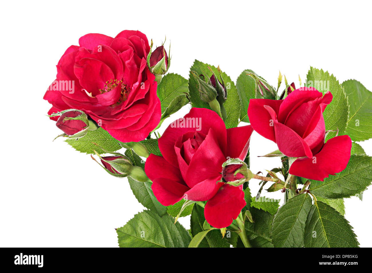 Climbing plant cutout hi-res stock photography and images - Alamy