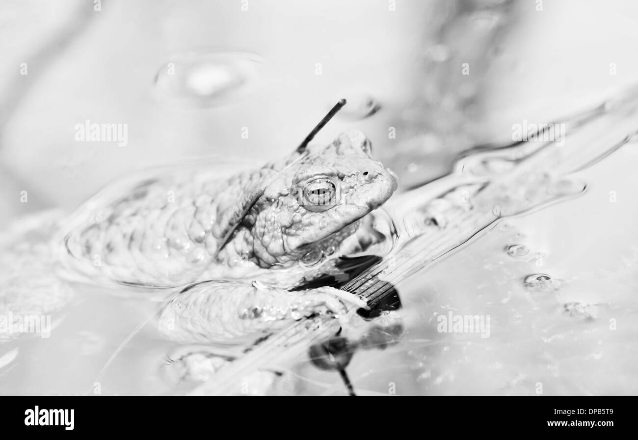 Frog in water Stock Photo