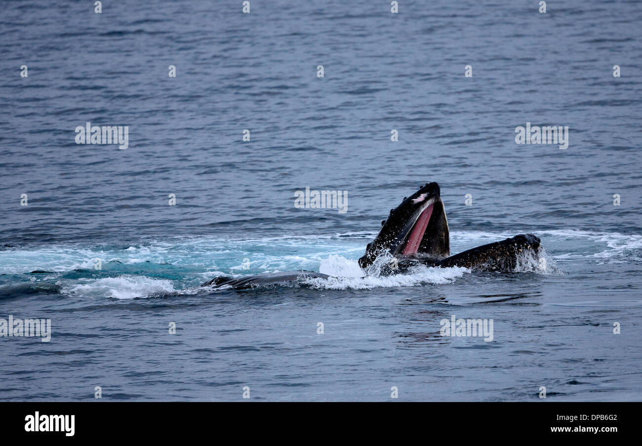 Humpback Whale feeding in Antarctic Waters Stock Photo