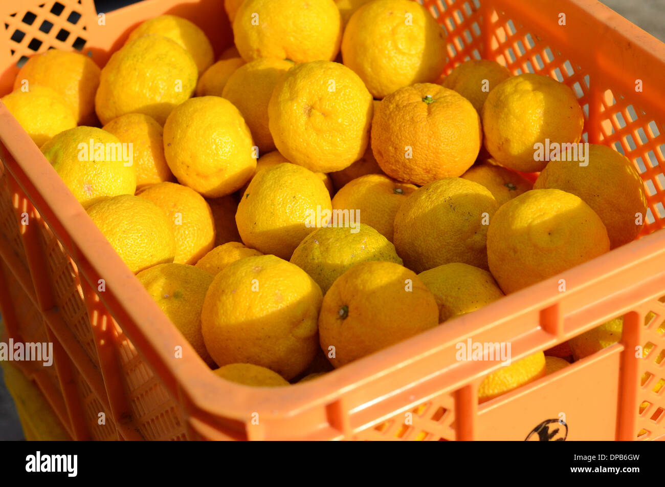 Yuzu frui in Japan Stock Photo Alamy