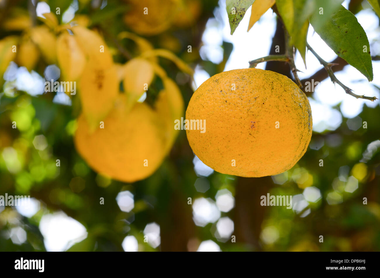 Yuzu frui in Japan. Stock Photo