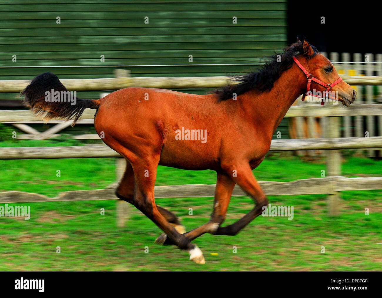 Arabian foal galloping in a paddock Stock Photo