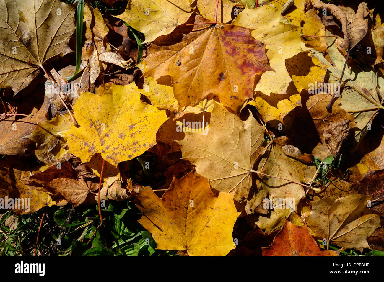 Autumn leaves lying on the ground Stock Photo - Alamy