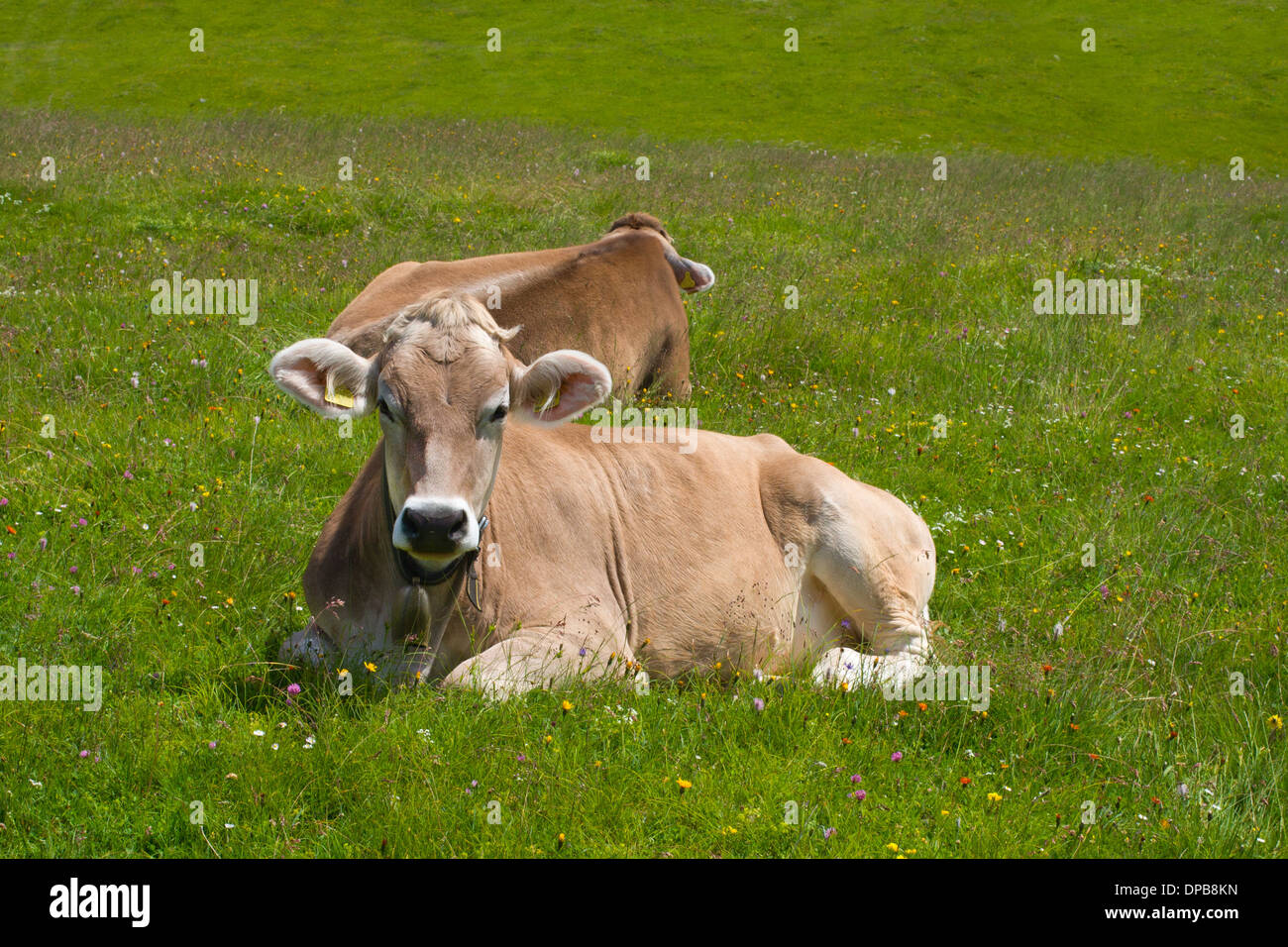 Cows grazing in Alps Stock Photo - Alamy