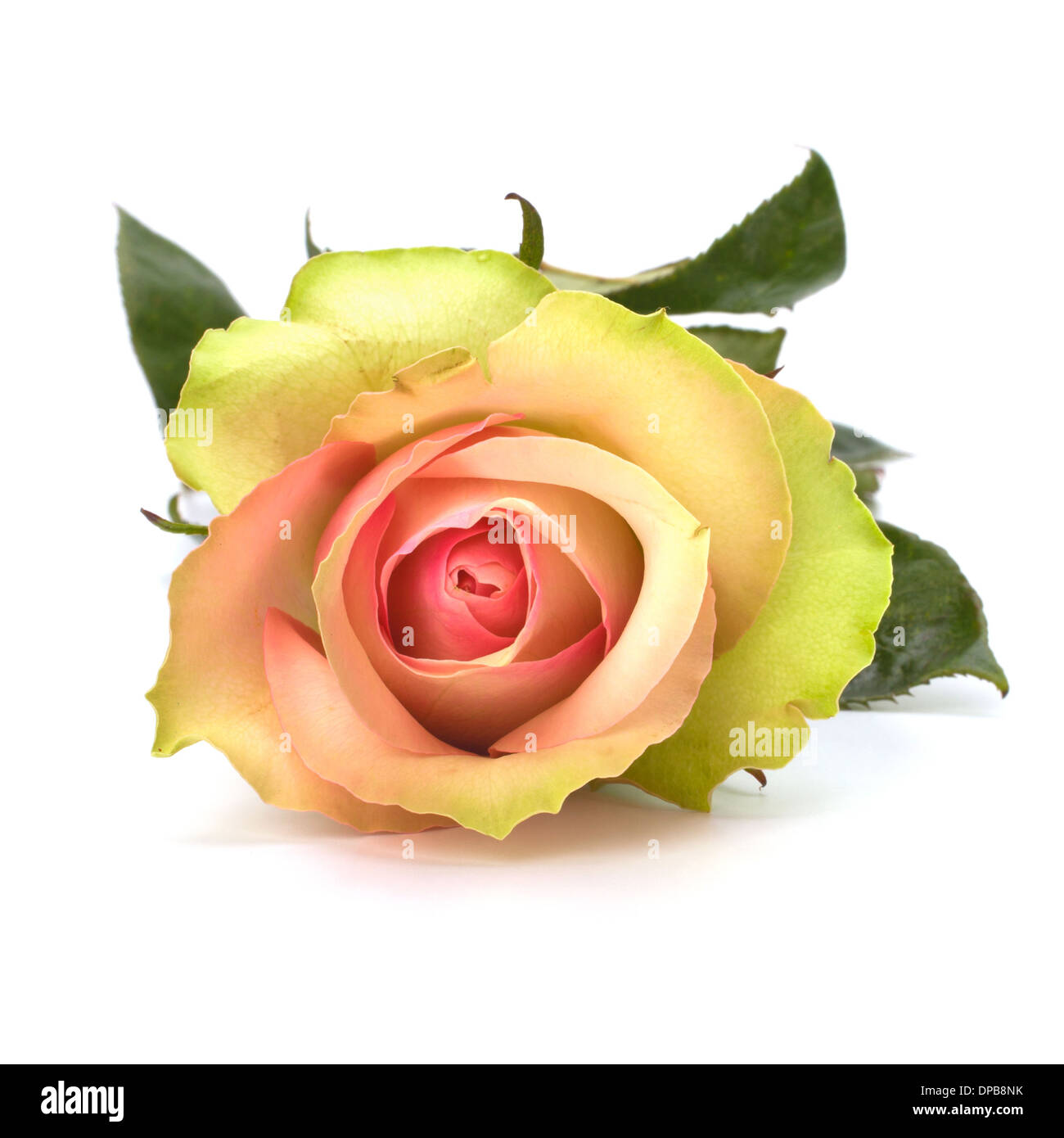 Beautiful rose isolated on white background Stock Photo - Alamy