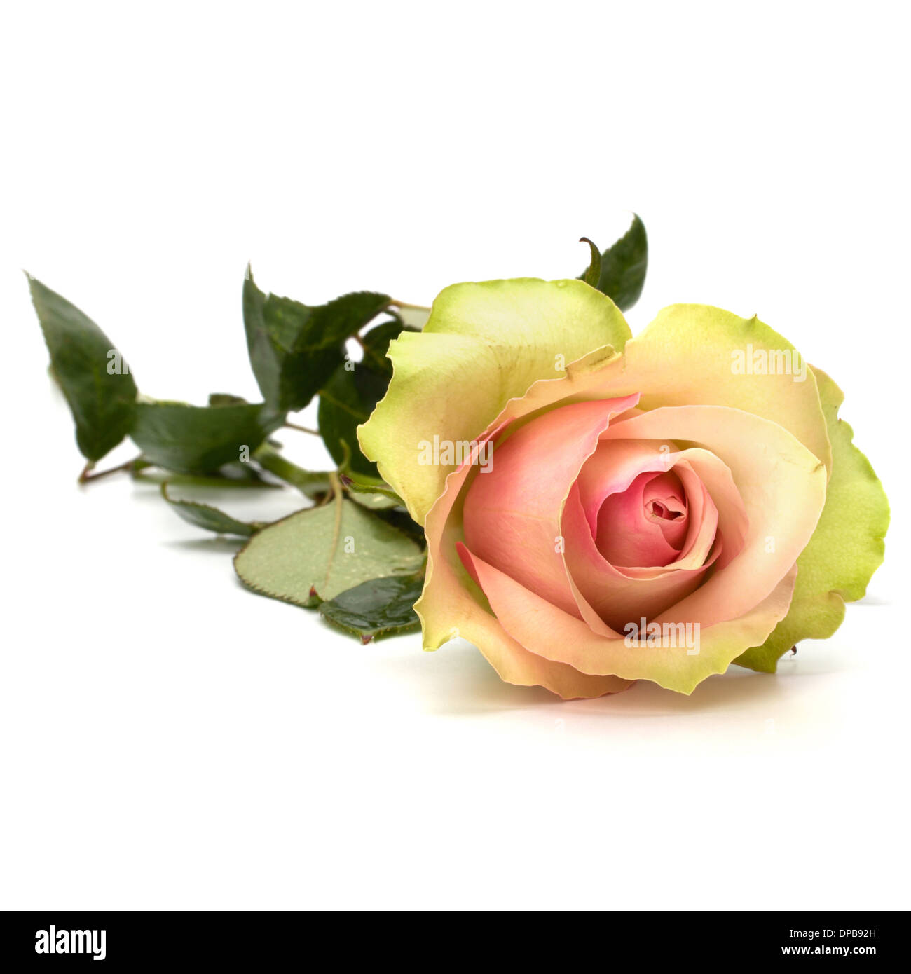 Beautiful rose isolated on white background Stock Photo - Alamy