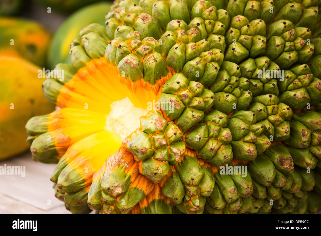 Screw pine fruit hires stock photography and images Alamy