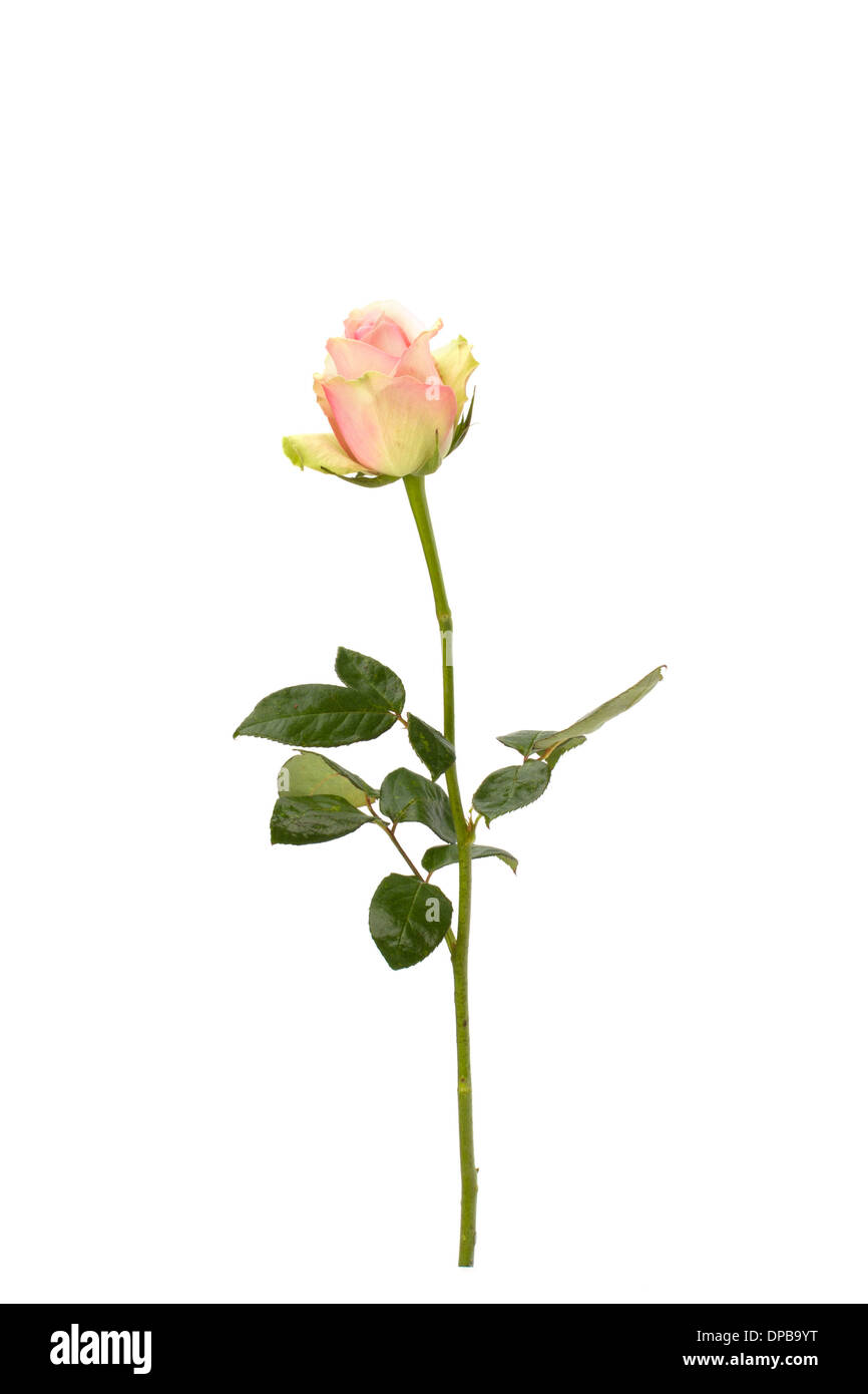 Beautiful rose isolated on white background Stock Photo - Alamy