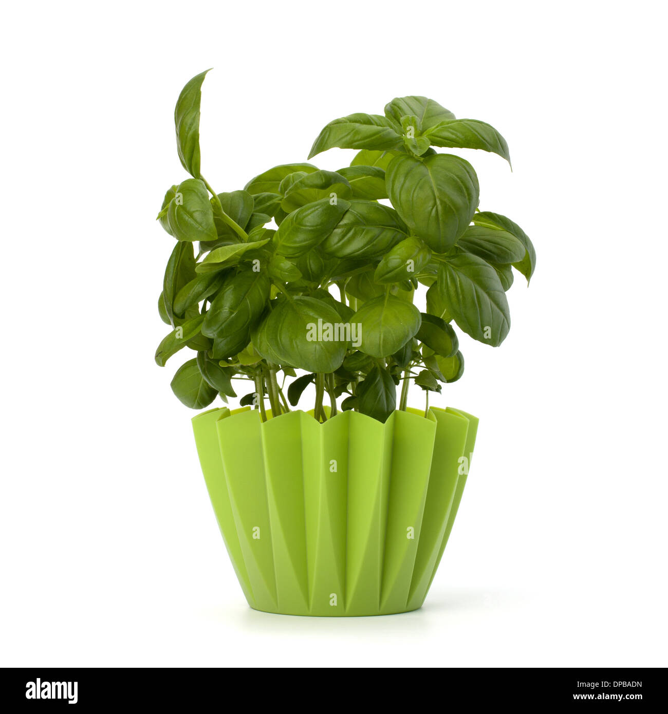 Sweet basil leaves isolated on white background Stock Photo Alamy