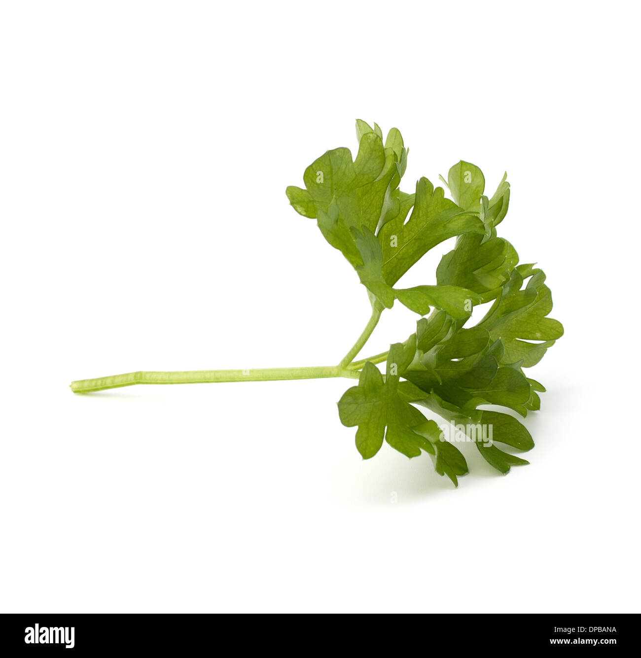 Parsley herb isolated on white background Stock Photo - Alamy