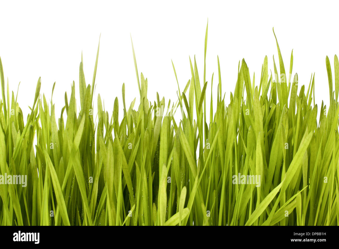 Grass silhouette isolated on white background Stock Photo - Alamy