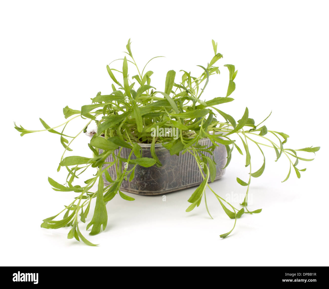 Tarragon spice isolated on white background Stock Photo Alamy