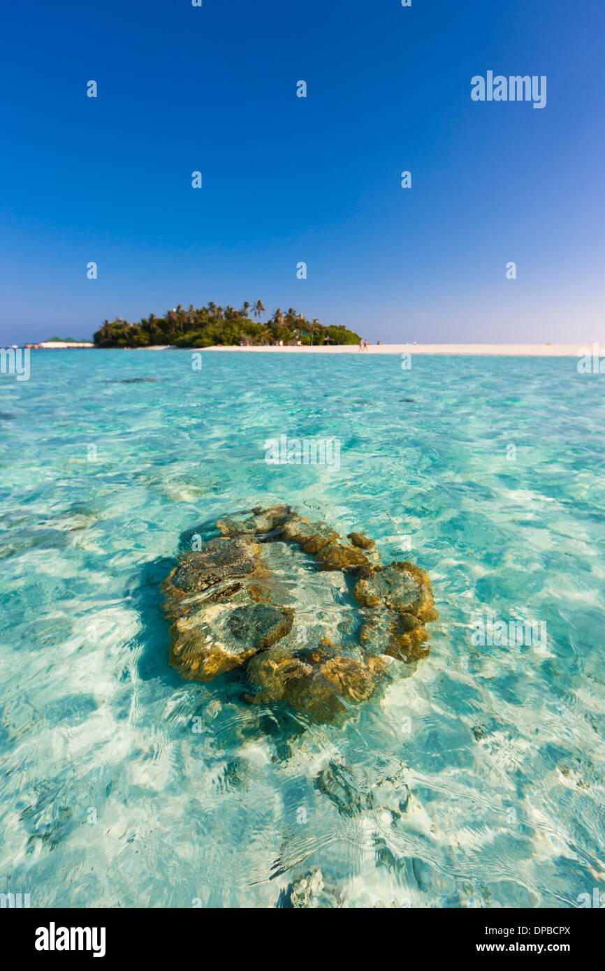 Maledives, Nord-Male-Atoll, Aisen, corals in front of the island Stock Photo