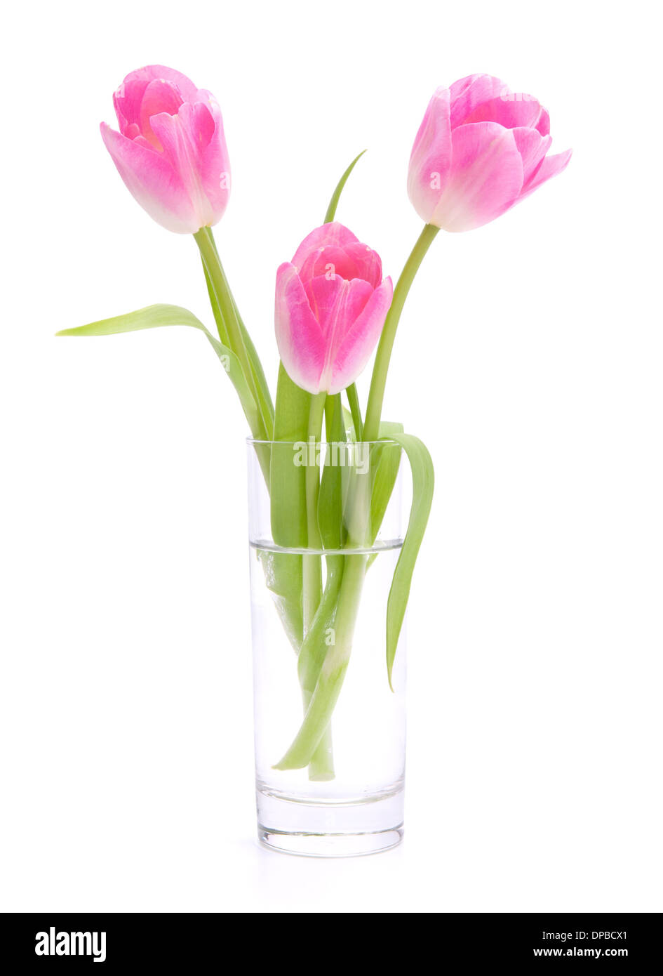 Pink tulips bouquet in vase isolated on white background Stock Photo ...