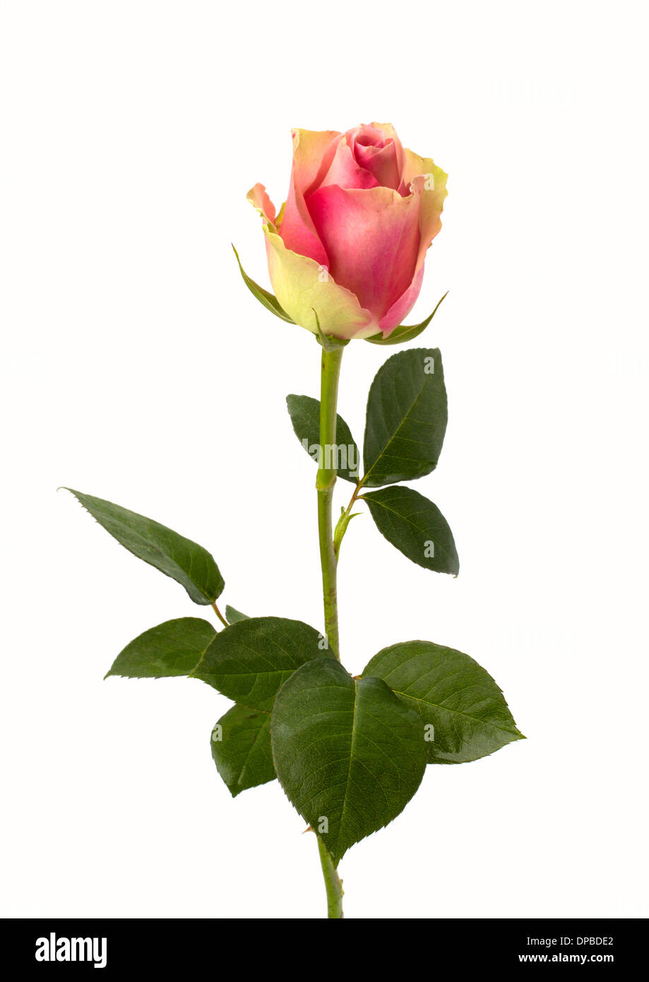 Beautiful rose isolated on white background Stock Photo - Alamy