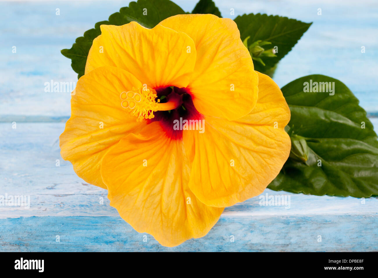 Blossom of Chinese hibiscus (Hibiscus rosasinensis Stock Photo Alamy