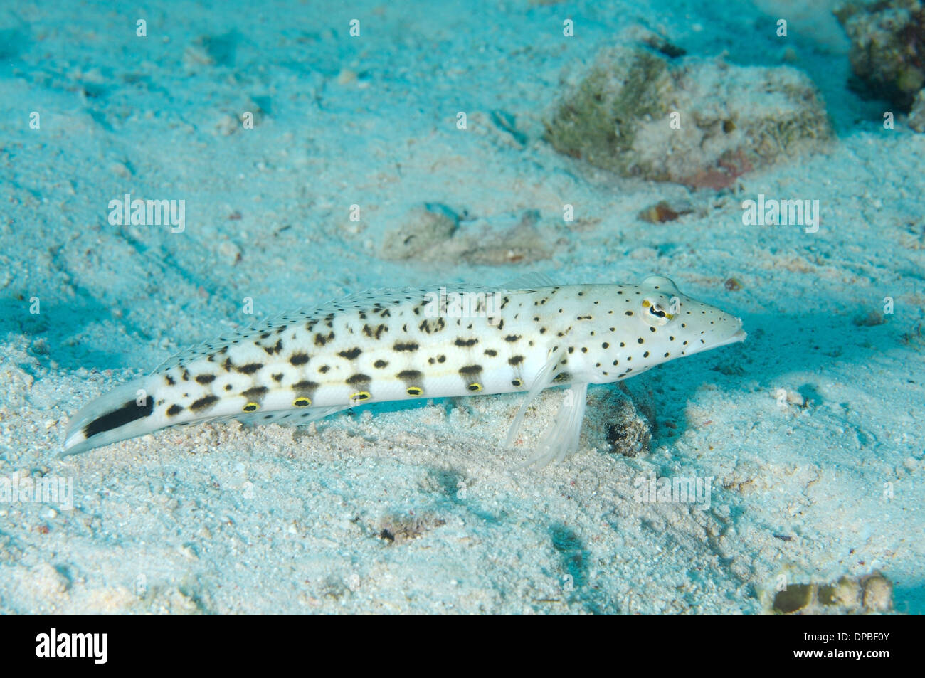 Speckled sandperch (Parapercis hexophtalma) Red sea, Egypt, Africa Stock Photo