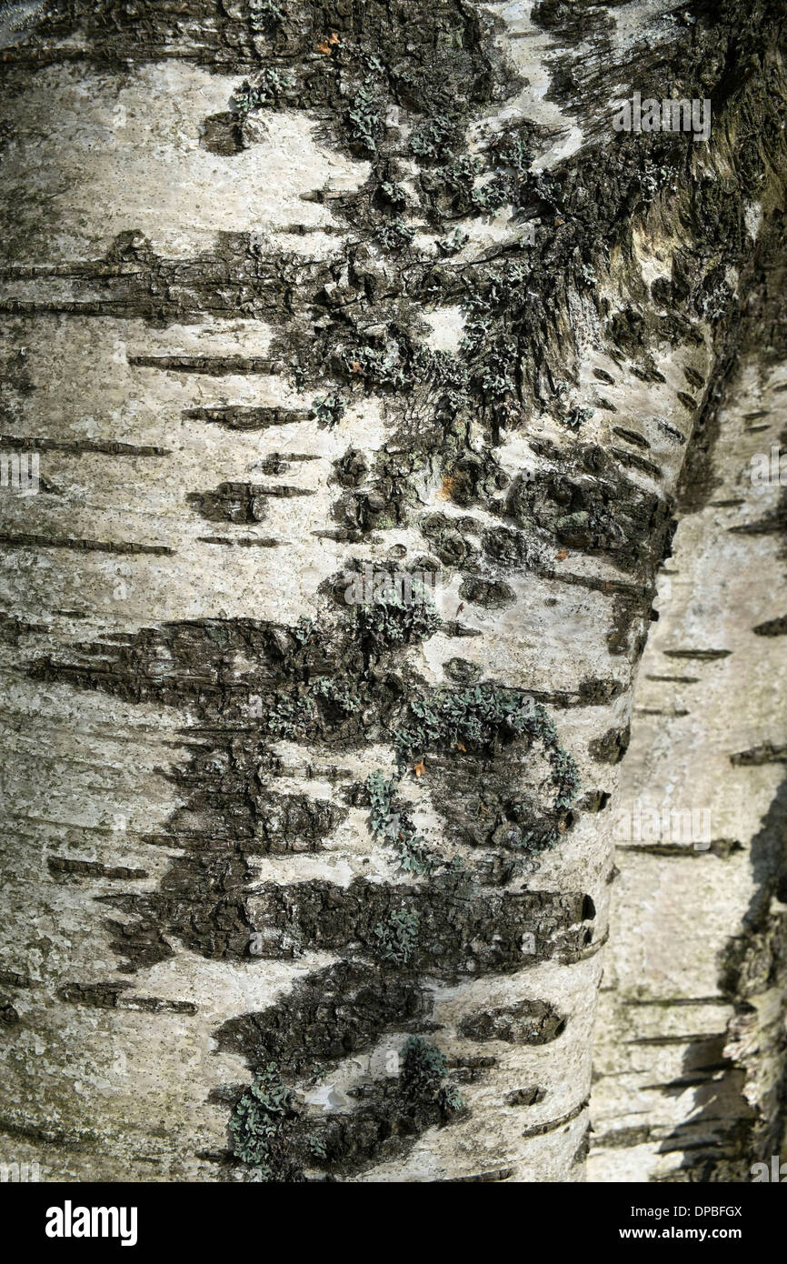 Germany, Baden-Wuerttemberg, detail of a downy birch, birch bark Stock Photo