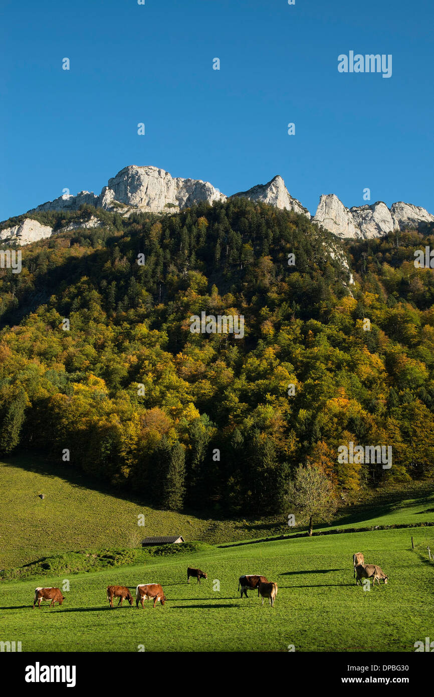 Switzerland, Canton Appenzell Innerrhoden, Appenzell Alps, cow pasture Stock Photo