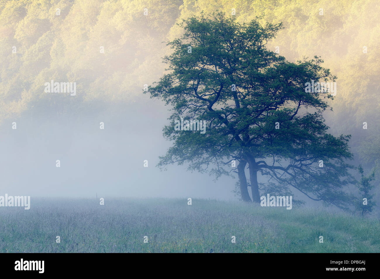 Austria, Upper Austria, Thaya Valley National Park, meadow and trees, fog Stock Photo