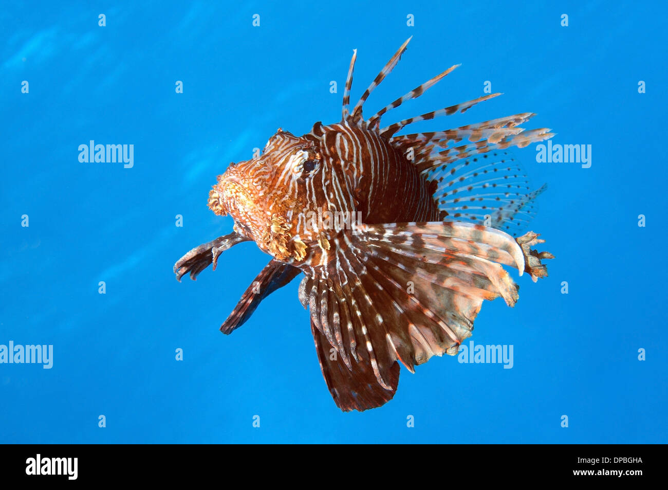 Red lionfish (Pterois volitans) Red Sea, Egypt, Africa Stock Photo