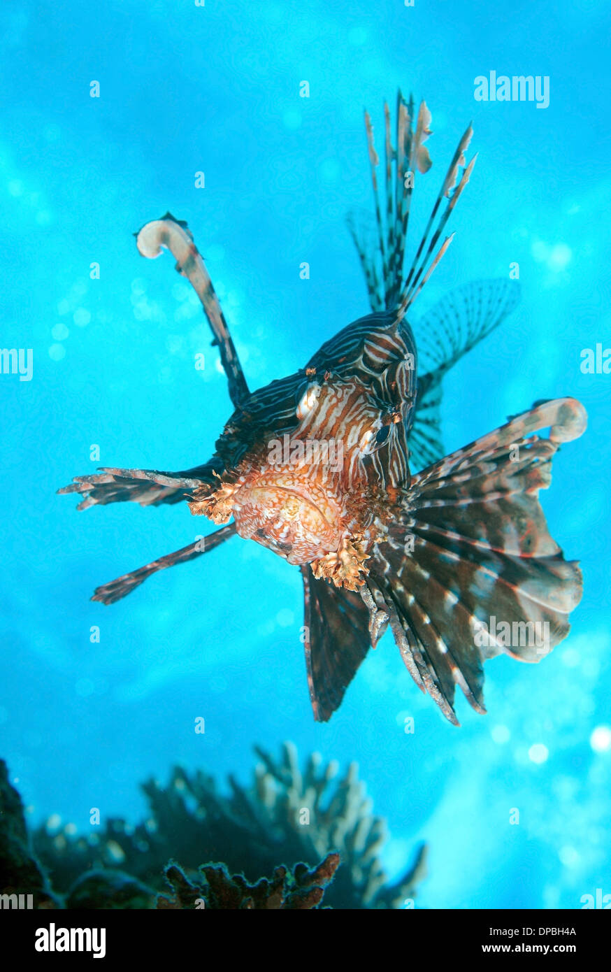 Red lionfish (Pterois volitans) Red Sea, Egypt, Africa Stock Photo