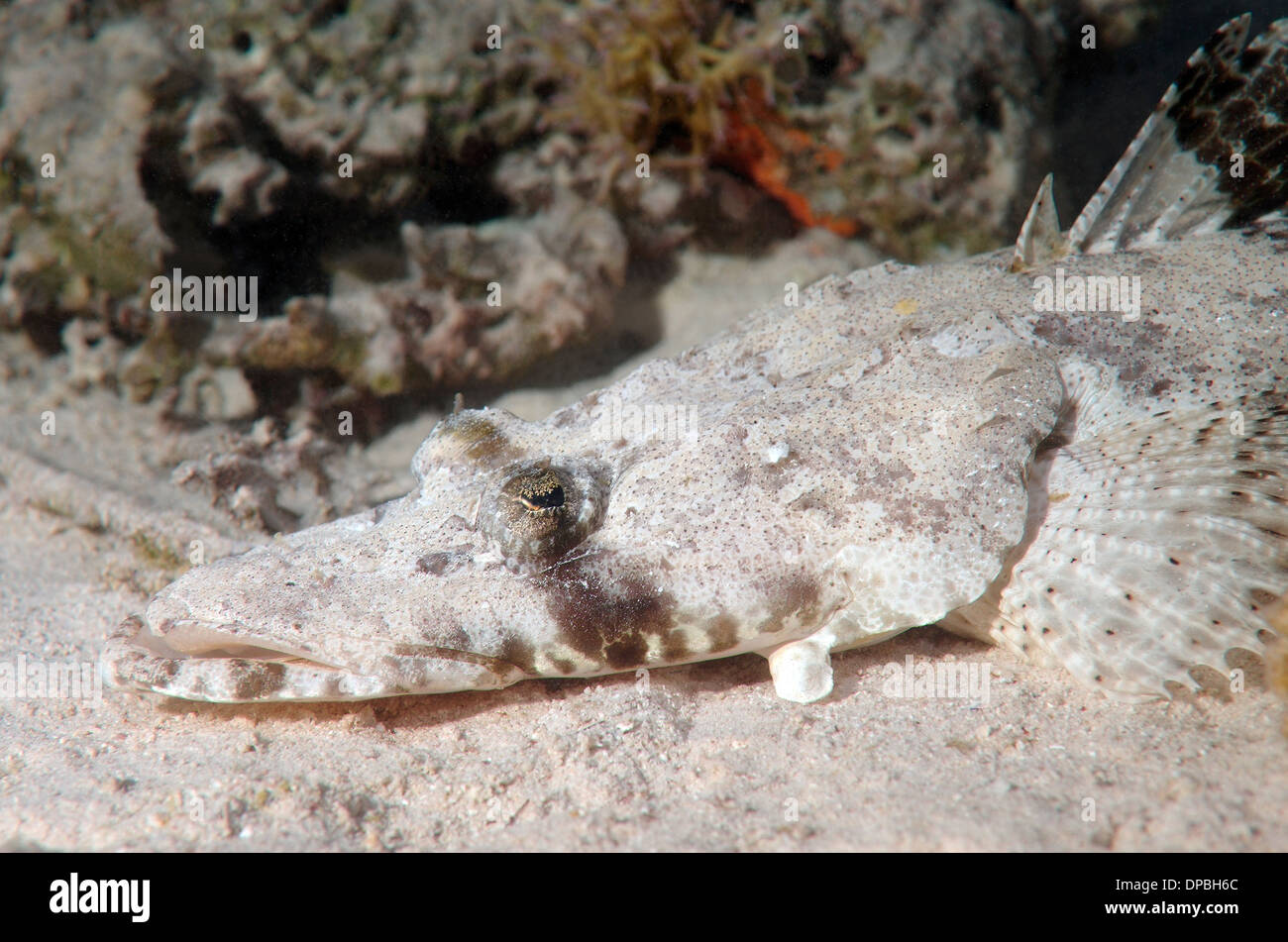 Tentacled flathead or Crocodilefish (Papilloculiceps longiceps) Stock Photo