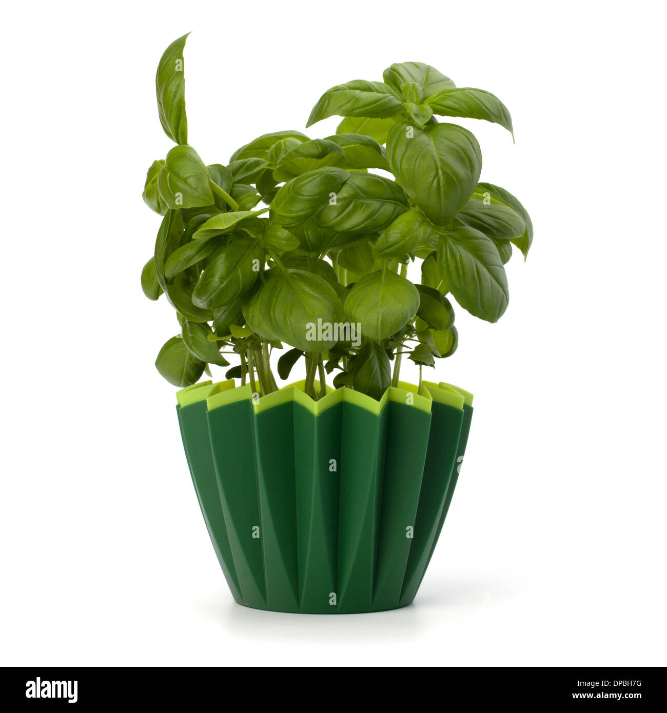 Sweet basil leaves isolated on white background Stock Photo Alamy