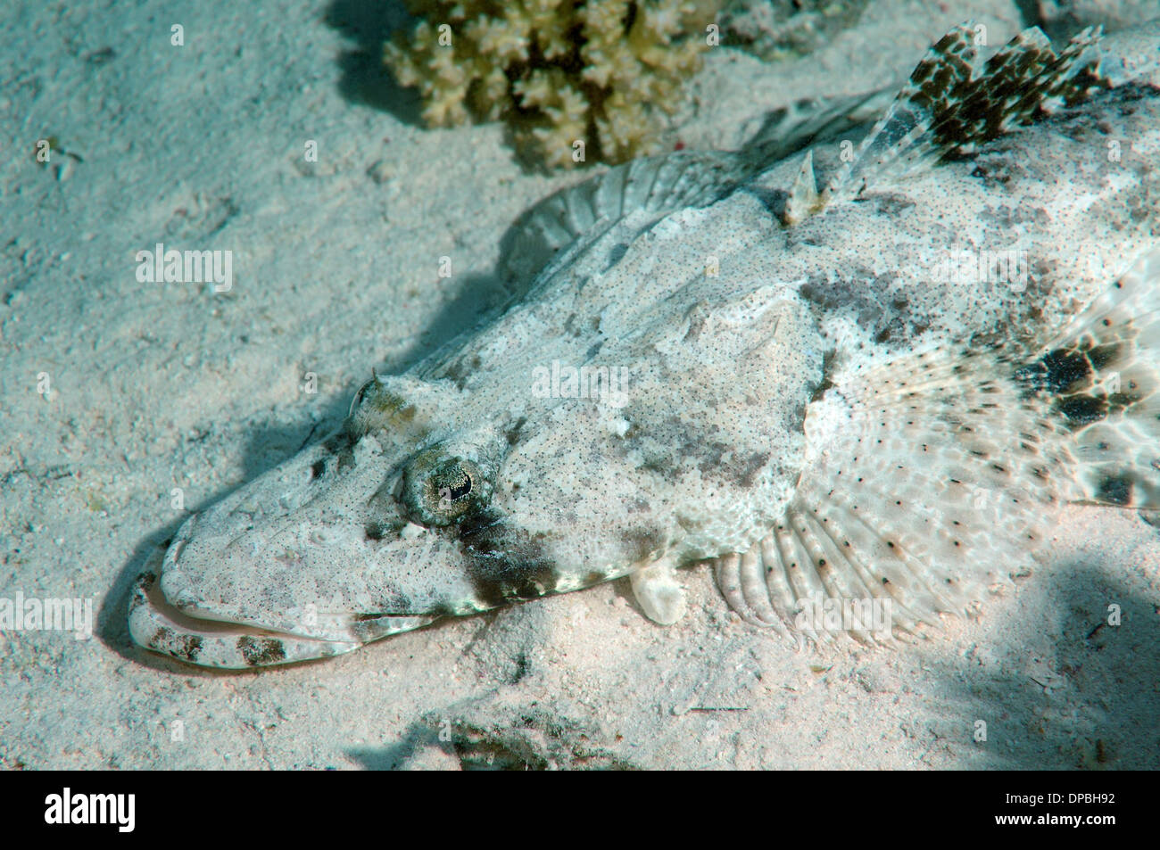 Tentacled Flathead Or Crocodilefish Papilloculiceps Longiceps Stock tentacled-flathead-or-crocodilefish-papilloculiceps-longiceps-stock
