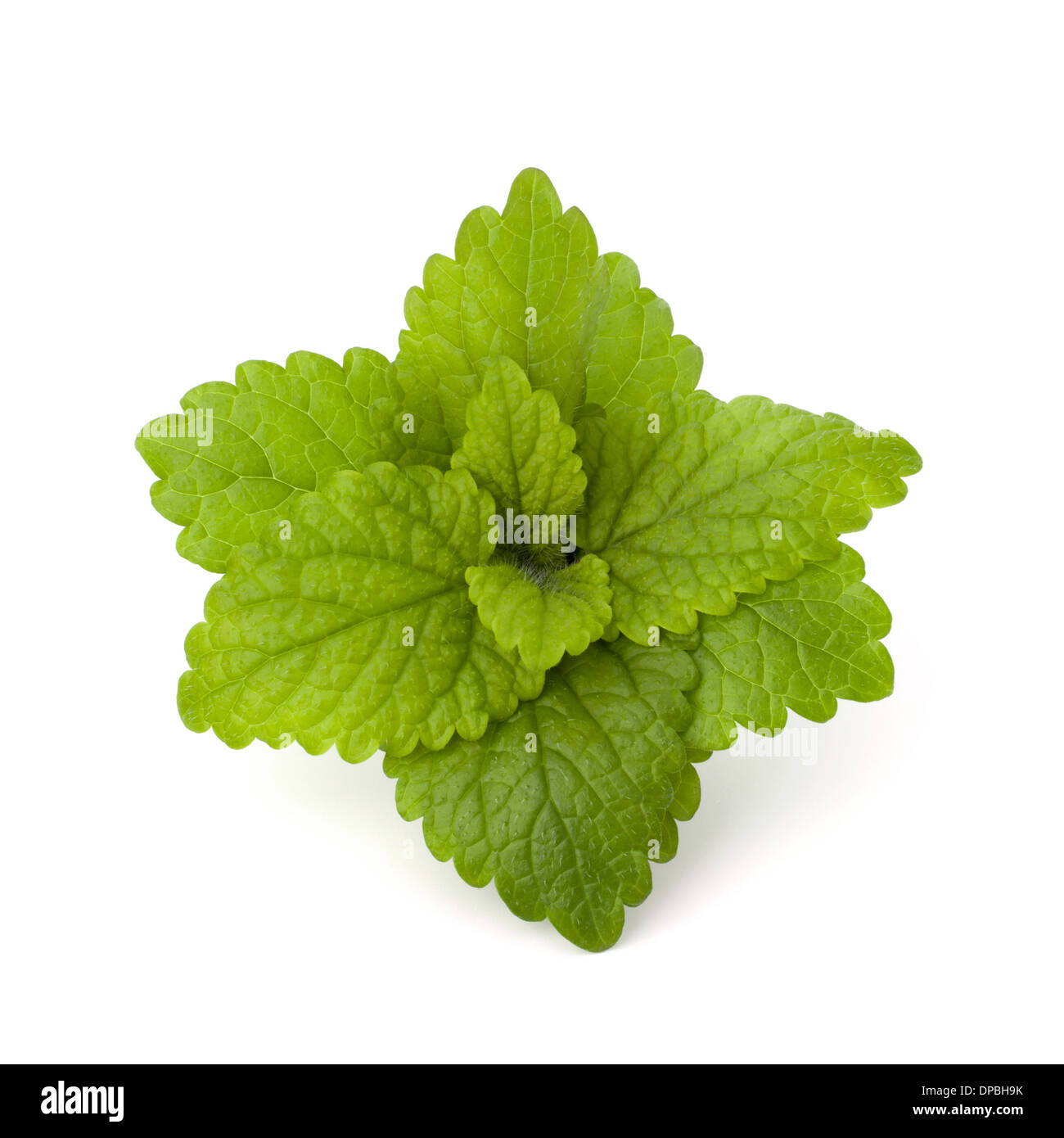 Isolated peppermint hi-res stock photography and images - Alamy